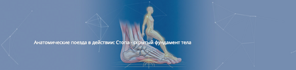 [Центр Практика] [Анна Щербина] Анатомические поезда в действии Стопа - скрытый фундамент тела...png