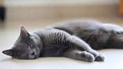 [Андрей Анучин] Освобождаем позвоночник, улучшаем координацию  Урок М Фельденкрайза из цикла «...jpg