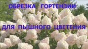 [Будни обрезчика] Как обрезать гортензию метельчатую, чтобы получить крупные соцветия и пышный...jpg