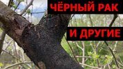 [Будни обрезчика] Болезни коры плодовых симптомы, лечение, профилактика (2026).jpg