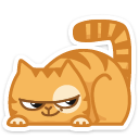 cat6 {cat6} {cat6}